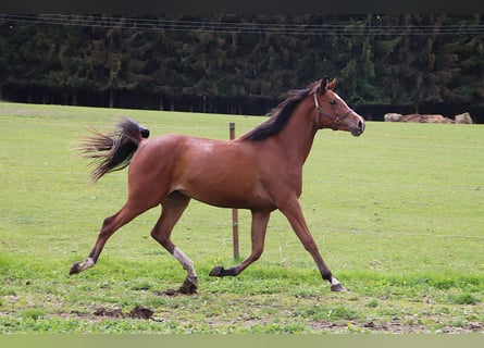 Shagya Arabier, Merrie, 2 Jaar, 155 cm, Bruin