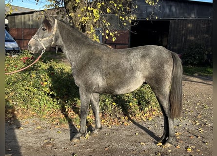 Shagya Arabier, Ruin, 2 Jaar, Schimmel