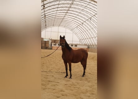Shagya Arabier, Ruin, 6 Jaar, 153 cm, Bruin