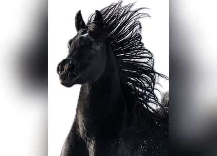Arabian horses, Stallion, 13 years, 15,2 hh, Black