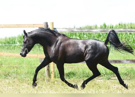 Vollblutaraber, Hengst, 12 Jahre, 160 cm, Rappe