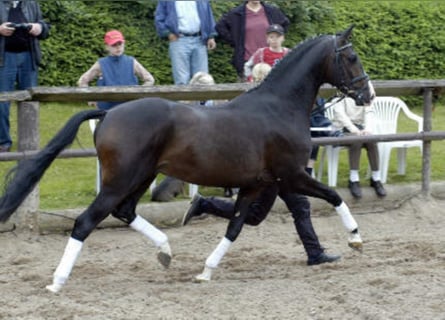 Koń trakeński, Ogier, 23 lat, 166 cm, Ciemnogniada