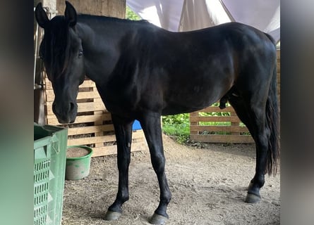 Vollblutaraber, Hengst, 3 Jahre, 153 cm, Rappe