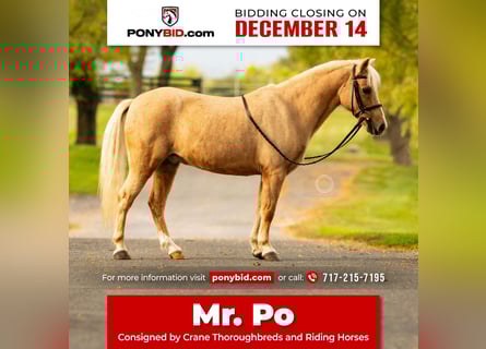 Shetland, Castrone, 12 Anni, 114 cm, Palomino