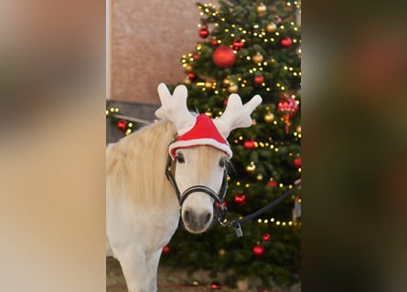 Shetland, Castrone, 14 Anni, 105 cm, Grigio