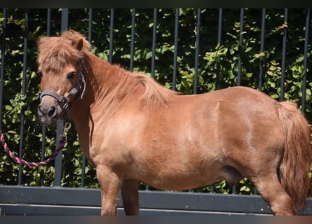 Shetland, Castrone, 16 Anni, Sauro