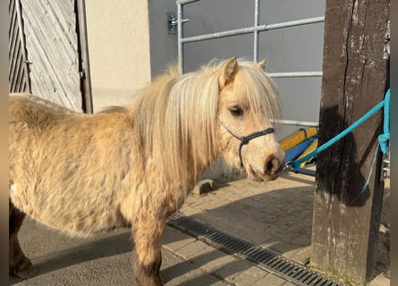 Shetland, Castrone, 5 Anni, 86 cm, Palomino