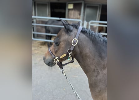 Shetland, Giumenta, 11 Anni, 88 cm, Baio