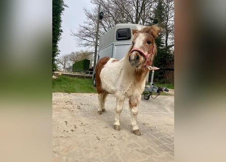 Shetland, Giumenta, 18 Anni, 100 cm, Pezzato