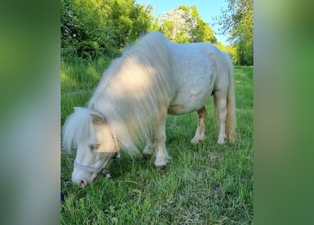 Shetland, Giumenta, 18 Anni, Cremello