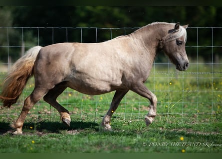 Shetland, Giumenta, 20 Anni, 100 cm, Sauro