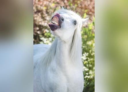 Shetland, Giumenta, 26 Anni, 106 cm, Grigio