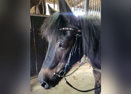 Shetland Mix, Giumenta, 29 Anni, 113 cm, Baio