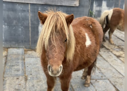 Shetland, Giumenta, 3 Anni, 90 cm, Sauro
