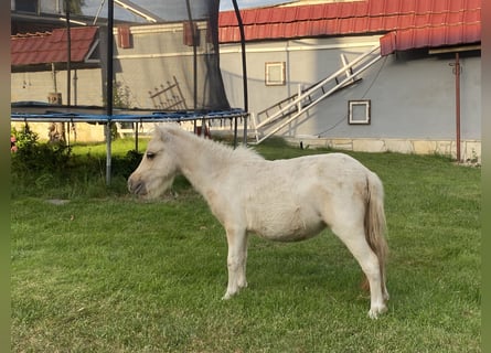 Shetland, Giumenta, 3 Anni, Pezzato