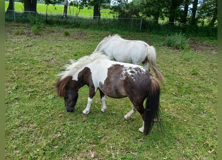 Shetland, Giumenta, 4 Anni, 93 cm, Pezzato