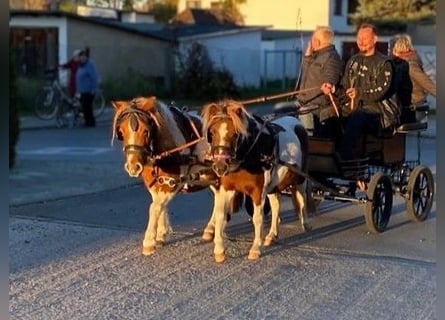 Shetland, Giumenta, 5 Anni, 103 cm, Pezzato