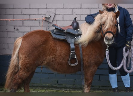 Shetland, Giumenta, 8 Anni, 117 cm, Sauro