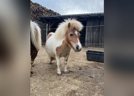 Shetland, Giumenta, 8 Anni, 90 cm