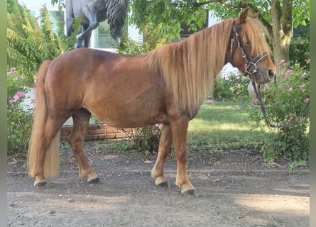 Shetland, Giumenta, 9 Anni, 100 cm, Sauro