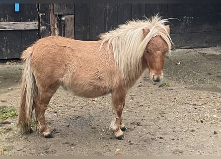 Shetland Mini, Castrone, 2 Anni, 89 cm