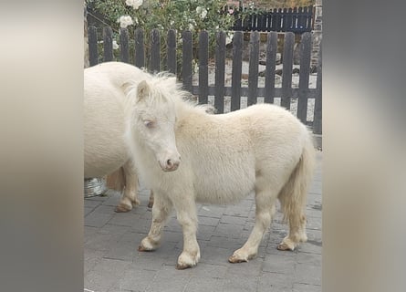 Shetland Mini, Giumenta, Puledri (05/2026), 80 cm, Cremello