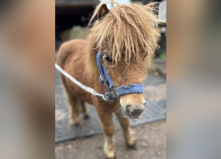 Shetland Mini, Stallone, 1 Anno, 170 cm, Sauro