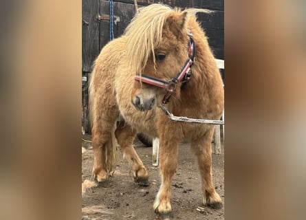 Shetland Mini, Stallone, 1 Anno, 69 cm, Red dun