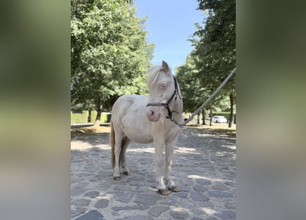 Shetland Mini, Stallone, 1 Anno, 85 cm, Cremello