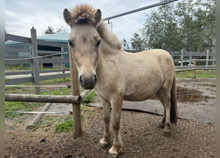 Shetland Mini, Stallone, 2 Anni, 80 cm, Pelle di daino