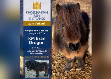 Shetland Mini, Stallone, 4 Anni, 79 cm, Baio