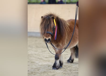 Shetland Mini, Stallone, 4 Anni, 83 cm, Baio