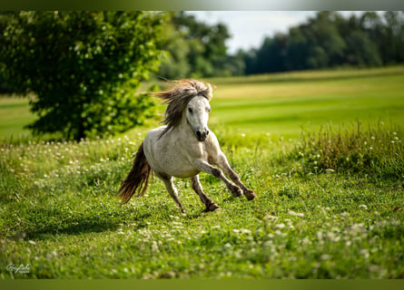 Shetland Mini, Stallone, 5 Anni, 85 cm, Grigio
