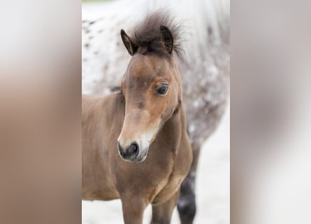 Shetland Mini, Stallone, Puledri (04/2025), Baio