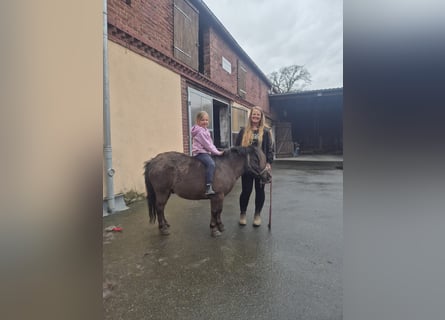 Shetland Ponies, Gelding, 10 years, 10.1 hh, Black