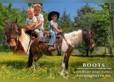 Shetland Ponies, Gelding, 11 years, 11,2 hh, Pinto