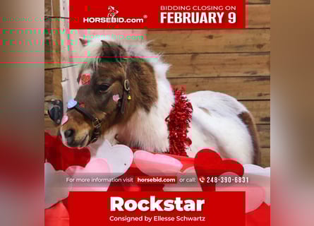 Shetland Ponies, Gelding, 12 years, 10 hh, Pinto