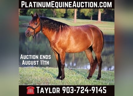 Shetland Ponies, Gelding, 12 years, 11,2 hh, Bay