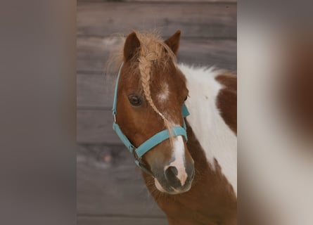 Shetland Ponies, Gelding, 12 years, 8.3 hh, Pinto