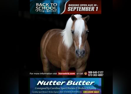 Shetland Ponies, Gelding, 13 years, 10 hh, Palomino