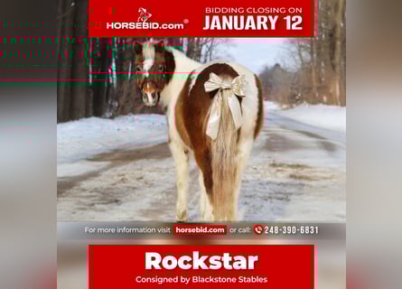 Shetland Ponies, Gelding, 13 years, 10 hh, Pinto