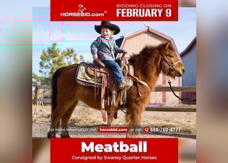 Shetland Ponies Mix, Gelding, 13 years, 10,3 hh, Bay