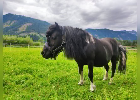 Shetland Ponies, Gelding, 15 years