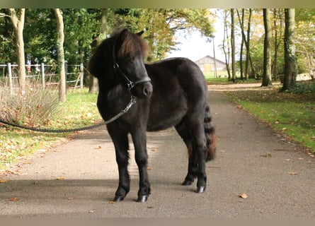 Shetland Ponies, Gelding, 2 years, 9.1 hh, Black