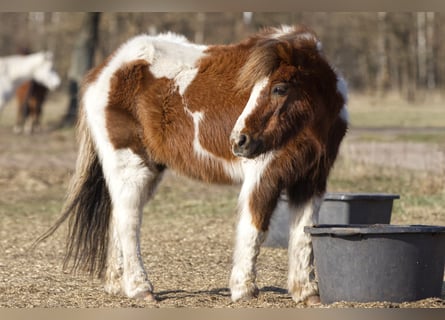 Shetland Ponies Mix, Gelding, 34 years, 10,1 hh, Pinto