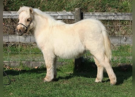 Shetland Ponies, Gelding, 3 years, 5,3 hh, Palomino