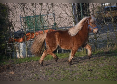 Shetland Ponies, Gelding, 4 years, 10,2 hh, Chestnut-Red