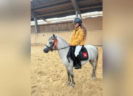 Shetland Ponies, Gelding, 4 years, 11,2 hh, Gray