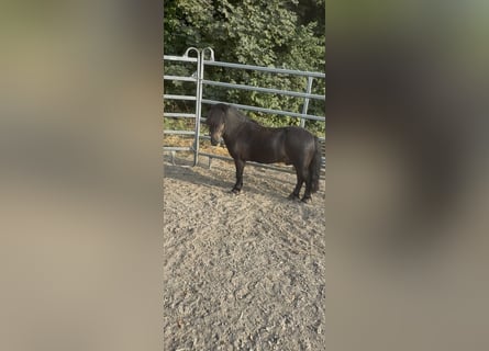 Shetland Ponies, Gelding, 4 years, 9.1 hh, Black