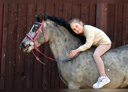 Shetland Ponies, Gelding, 5 years, 11.2 hh, Leopard-Piebald